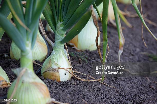 vidalia onion - vidalia stock pictures, royalty-free photos & images