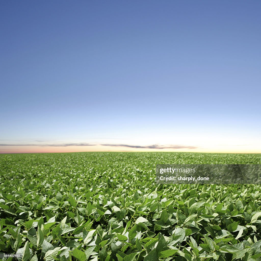 XXXL soybean field twilight
