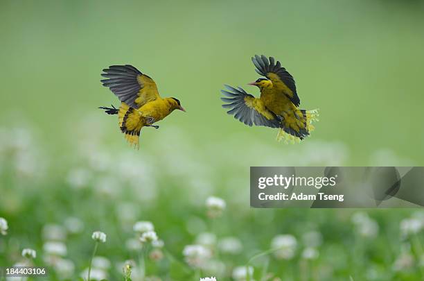 dancing together on the little white flower - papafigo - fotografias e filmes do acervo