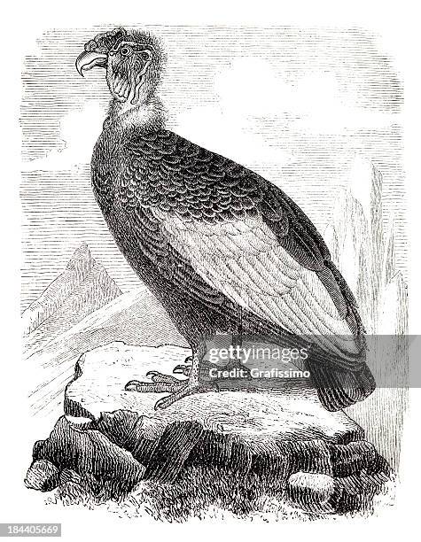 engraving of wild condor from 1876 - andes mountain stock illustrations
