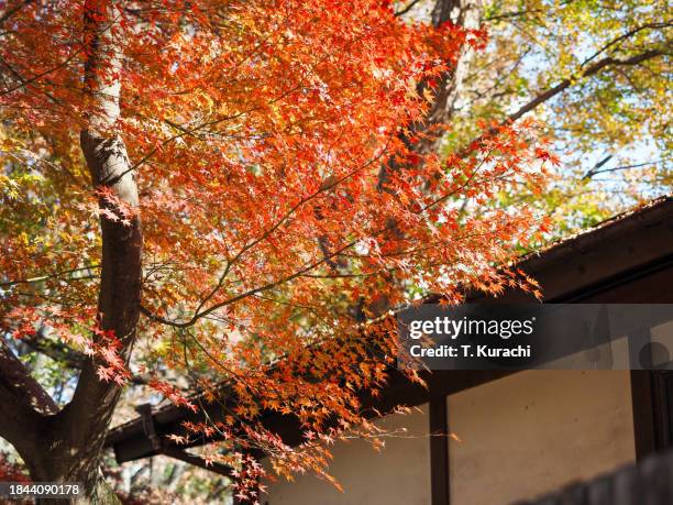 japanese maple(momiji) - momiji tree stock pictures, royalty-free photos & images