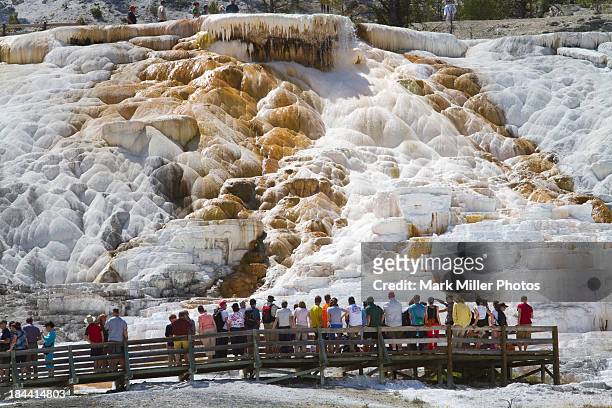 tourists and thermal features - mammoth hot springs fotografías e imágenes de stock