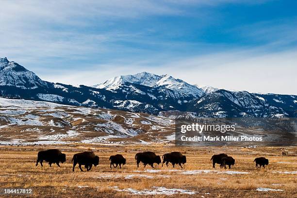 bison migration - amerikanischer bison stock-fotos und bilder