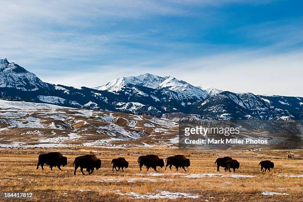 bison migration - 国立公園 ストックフォトと画像