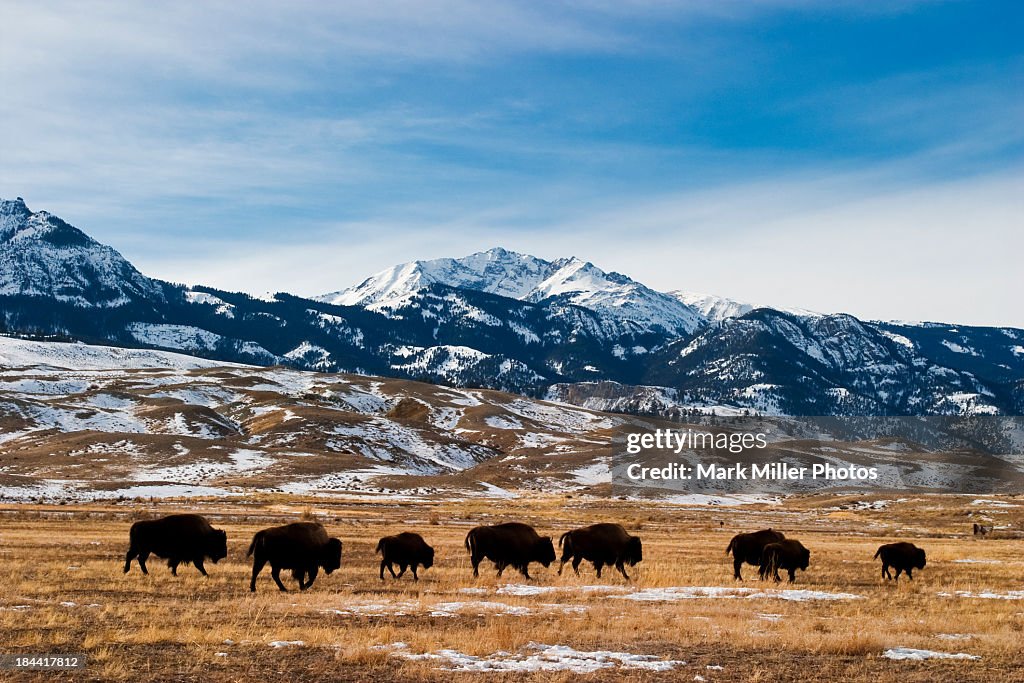 Bison Migration