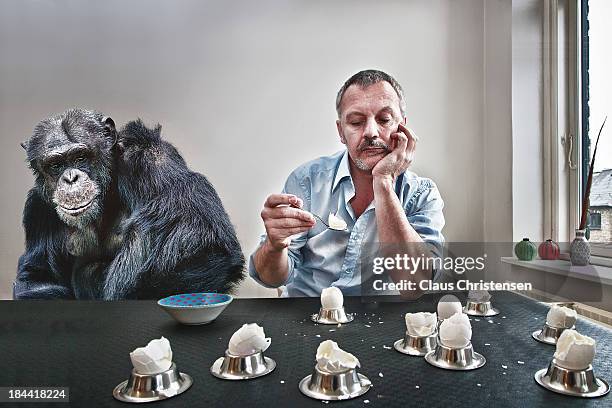 breakfast - man ape stock pictures, royalty-free photos & images