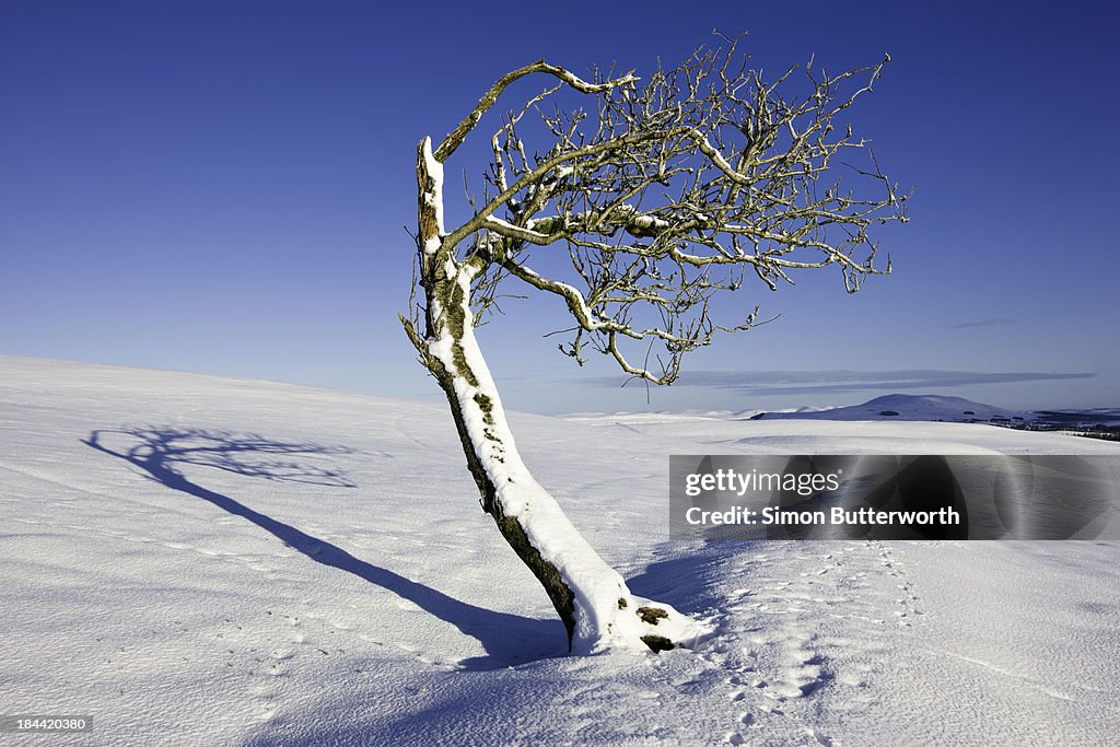 A lone tree in a snowy sunlit landscape.