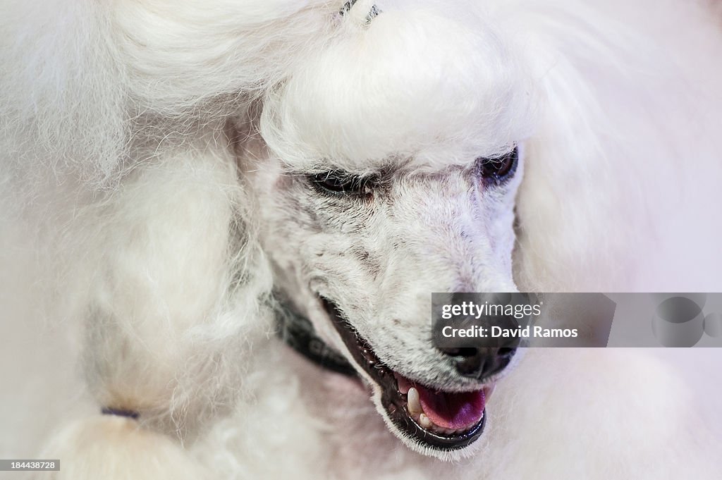 Owners Show Their Dogs In The World Team Dog Grooming Championships
