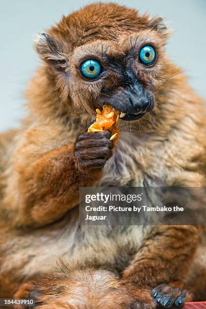 Female Sclaters lemur eating