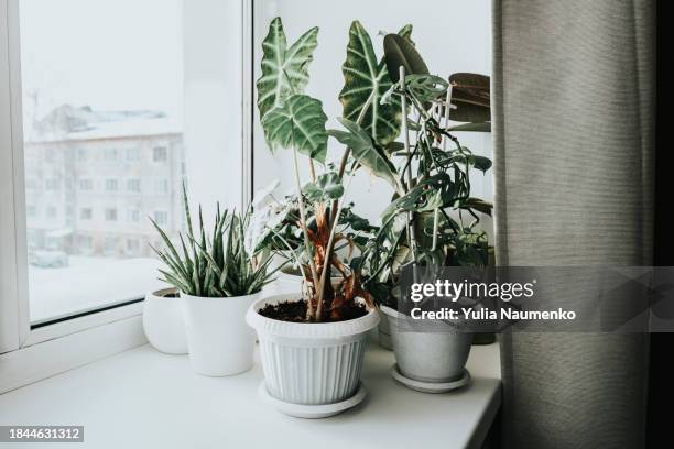 plants on the windowsill in winter. potted plants on the window. - planta de interior fotografías e imágenes de stock