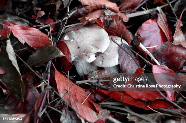 autumn on the woodland floor - woodland floor stock pictures, royalty-free photos & images