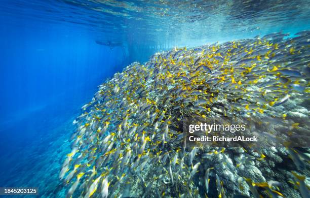 riesige schwarm gelbe schwanzschnapper - schnapper stock-fotos und bilder