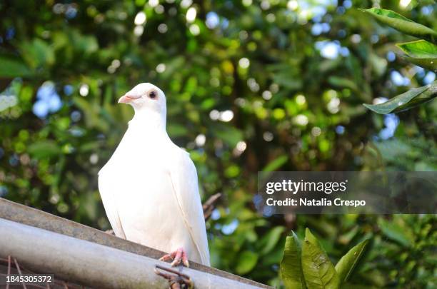 white carrier pigeon - brieftaube stock-fotos und bilder