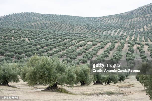 olives on a foggy day in agricultural field - jaén fotografías e imágenes de stock