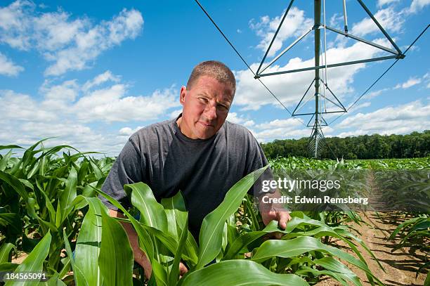 irrigated corn - maverick preston review foto e immagini stock