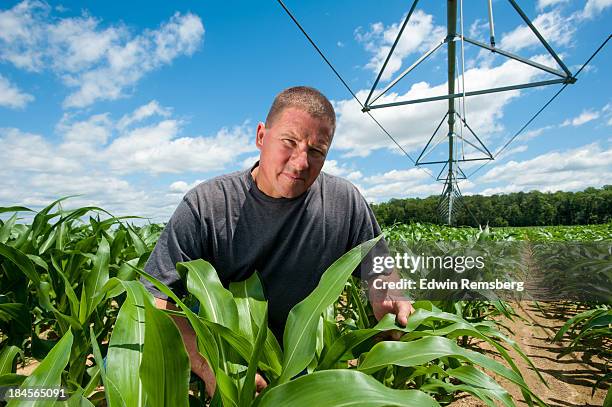irrigated corn - pivot bildbanksfoton och bilder