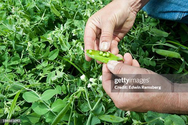 peas - grüne erbse stock-fotos und bilder