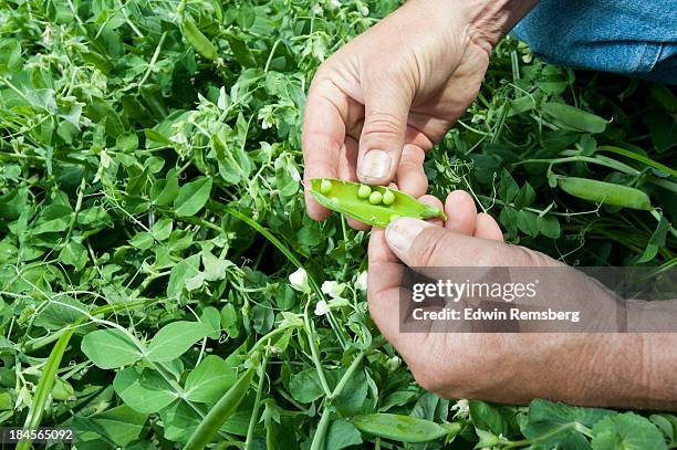 peas - pea pod stock pictures, royalty-free photos & images