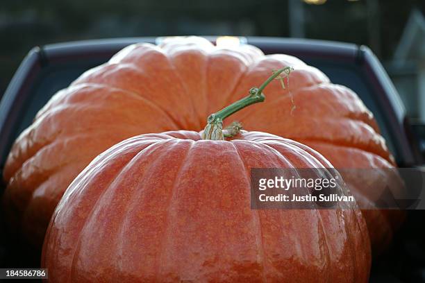 Giant pumpkins sit in the bed of a truck before the 40th Annual Safeway World Championship Pumpkin Weigh-Off on October 14, 2013 in Half Moon Bay,...