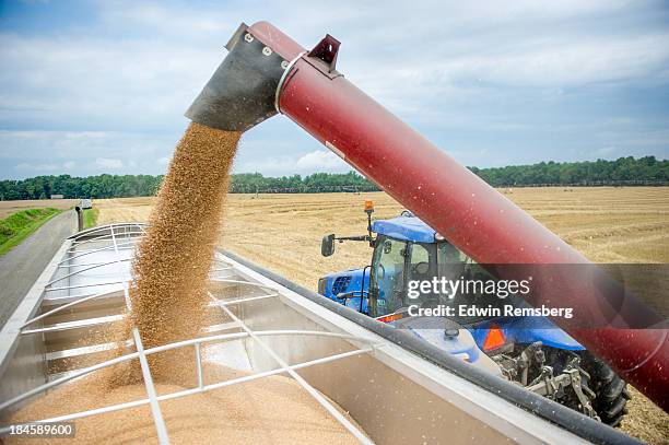 filling the bins - grain harvest stock pictures, royalty-free photos & images