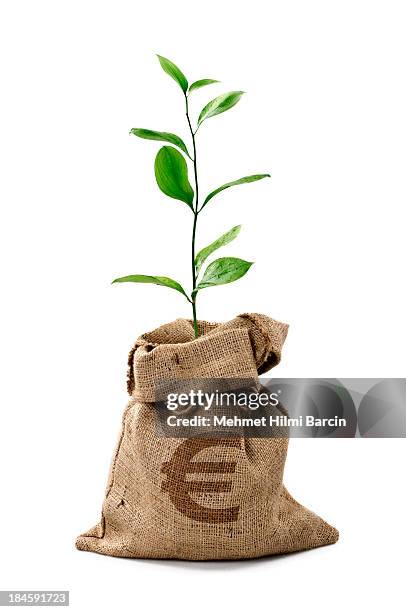 albero di soldi/sacco di soldi con euro - pachira aquatica foto e immagini stock