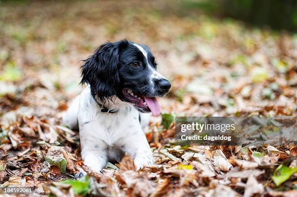 otoño caminando - springer spaniel fotografías e imágenes de stock