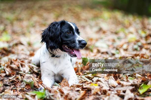 autumn walk - springer spaniel stock pictures, royalty-free photos & images