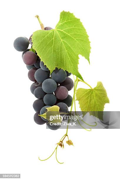 ripe black grapes growing on a vine - grapes on vine stockfoto's en -beelden