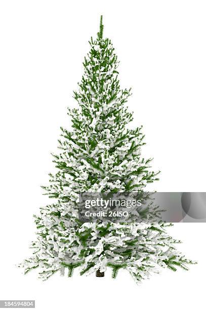albero di natale isolato su bianco con neve (xxxl - ramo albero natale bianco foto e immagini stock