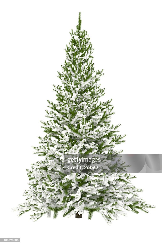 Christmas Tree Isolated on White with Snow (XXXL)