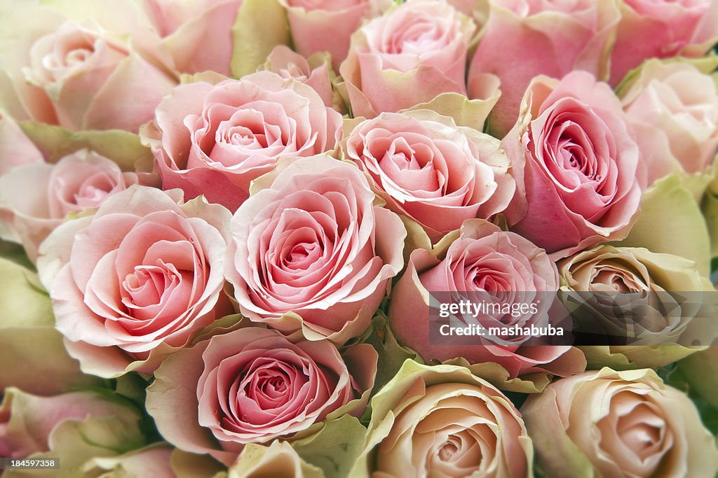 Rose de Roses.