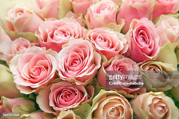 pink roses. - pink colour stock pictures, royalty-free photos & images