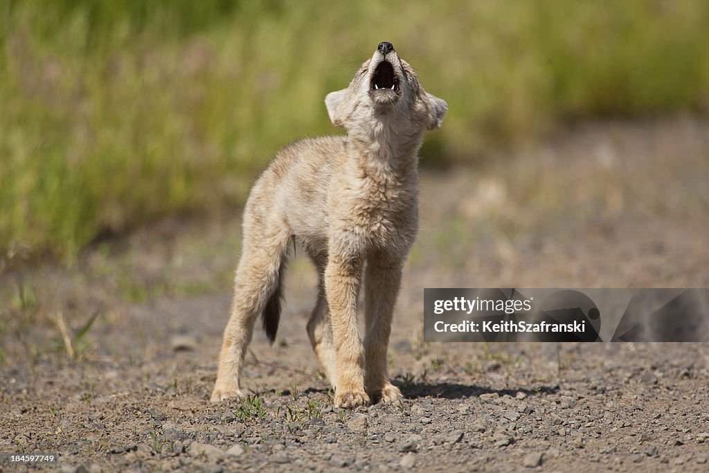 Coyote Pup Howling