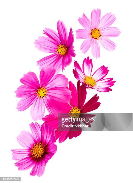 cosmos flowers - cosmos flower stock pictures, royalty-free photos & images