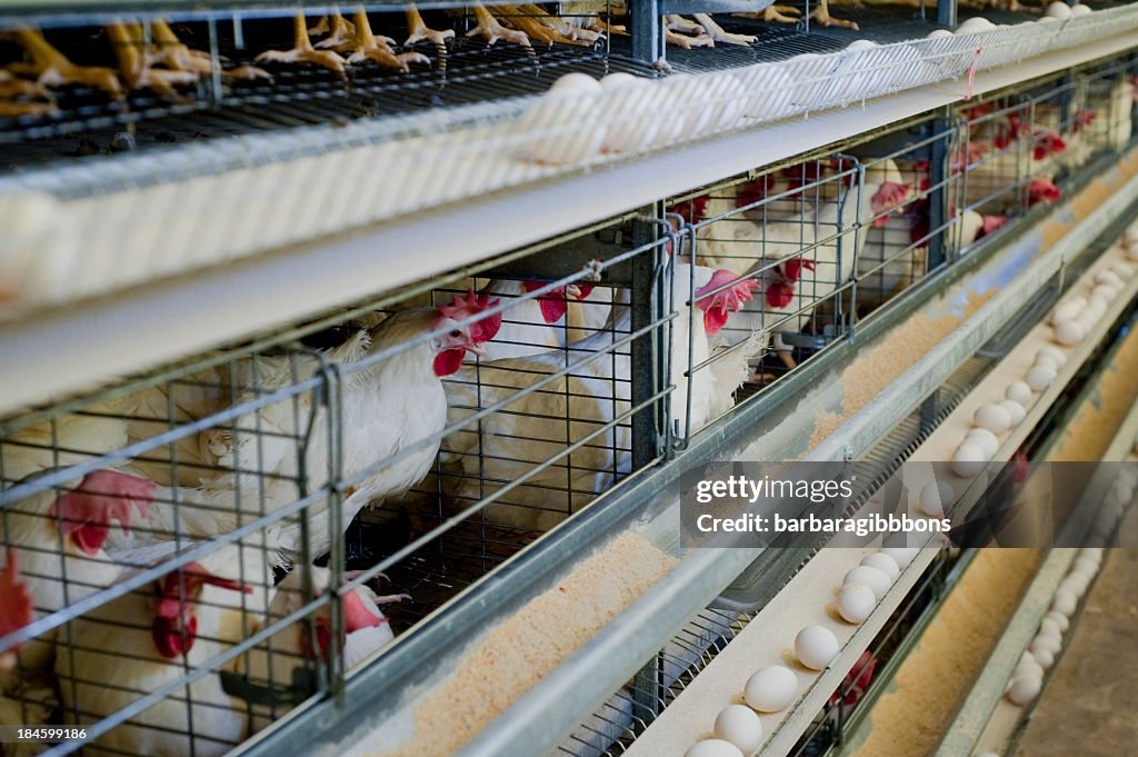 Poultry hens lined up in cages with eggs on a conveyor belt