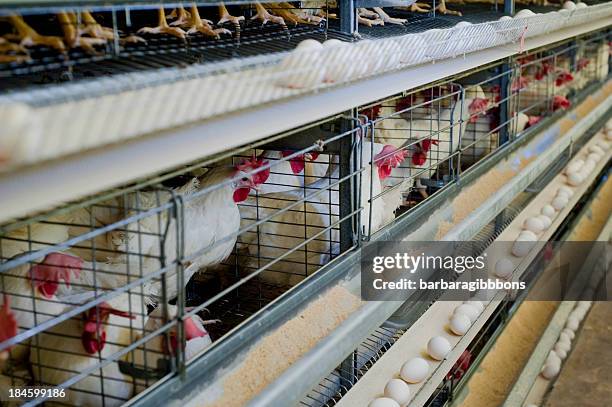 poultry hens lined up in cages with eggs on a conveyor belt - bird cage stock pictures, royalty-free photos & images