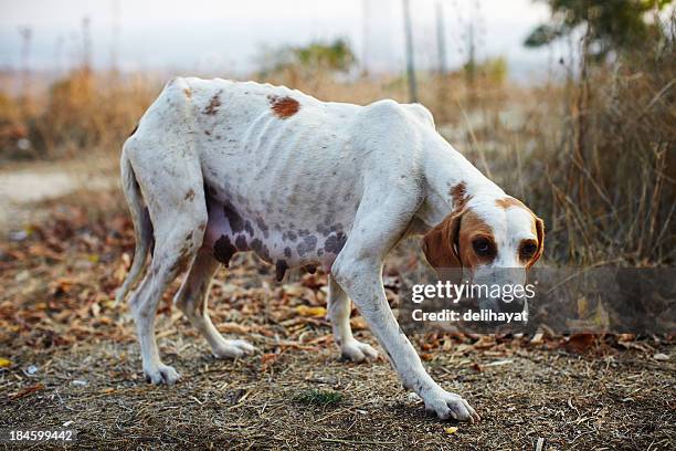 poor dog - animal cruelty stock pictures, royalty-free photos & images