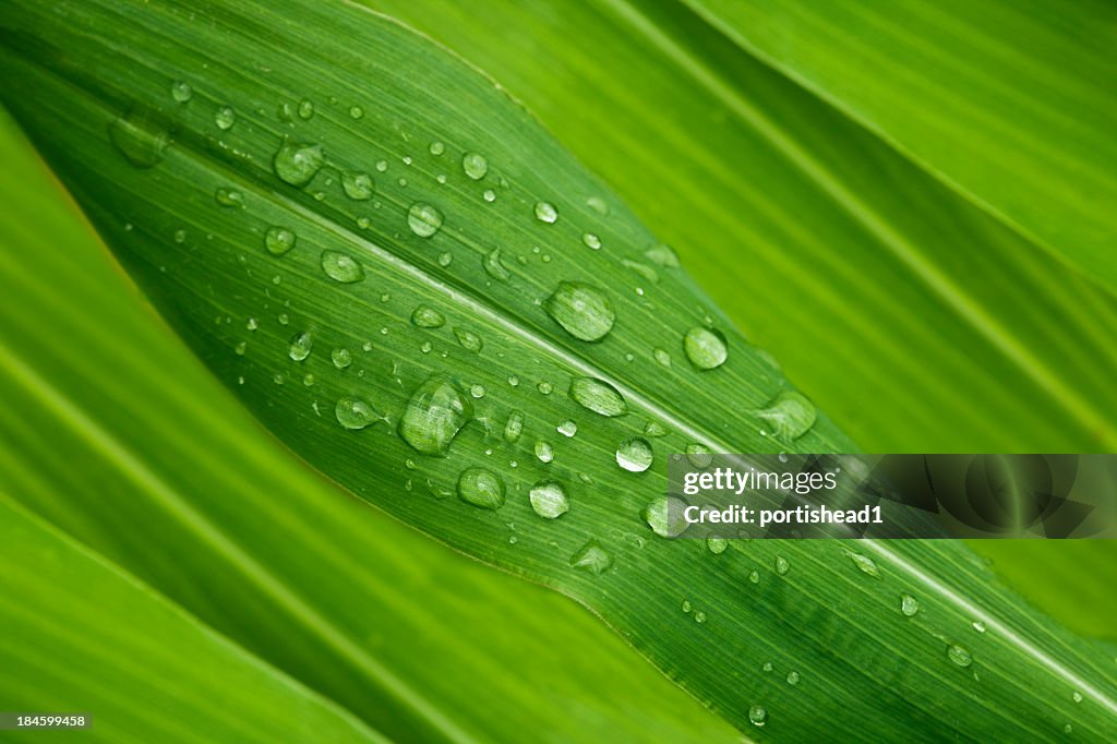 Green leaves