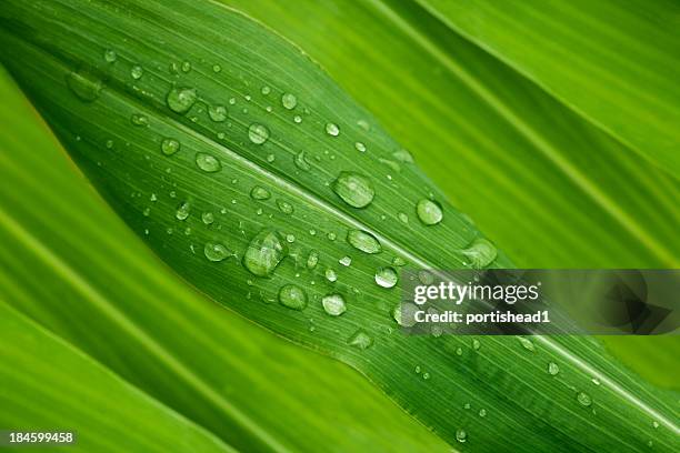 green leaves - rain drop stock pictures, royalty-free photos & images