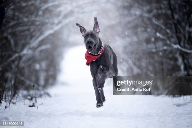 running dog of the great dane breed - anita stock pictures, royalty-free photos & images