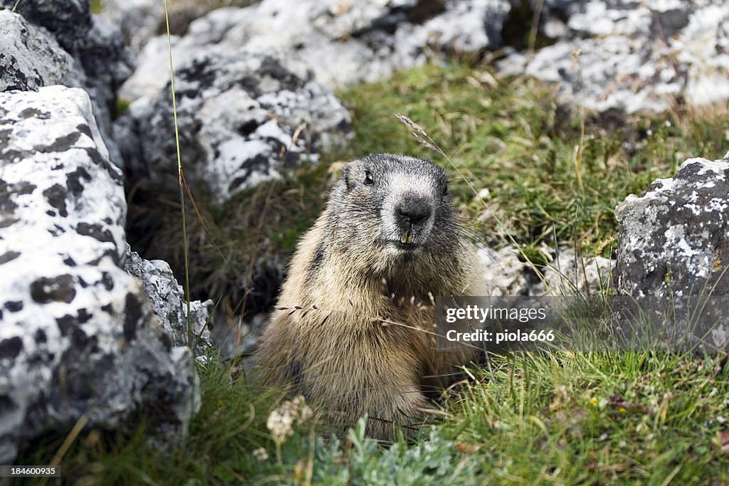 Marmota Goundhog o desde su Nest