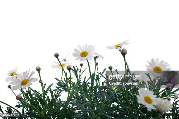 bellissimo flowes - daisy foto e immagini stock