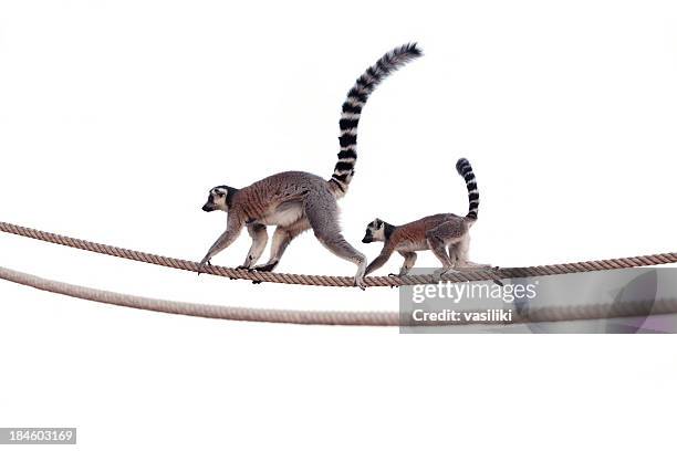 lemur mother and child on rope - lemur stockfoto's en -beelden