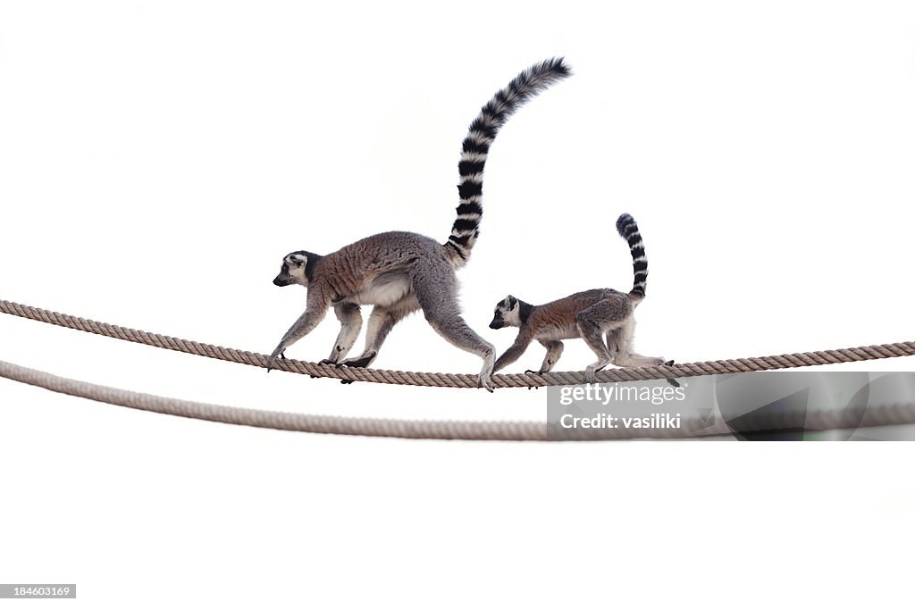 Lemur mother and child on rope