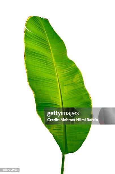 banana leaf - bananenblad stockfoto's en -beelden