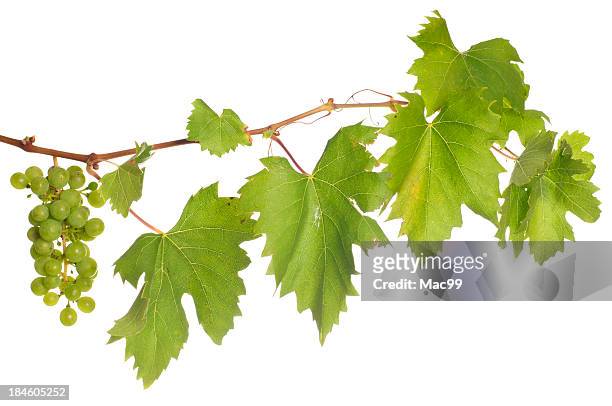 isolated wine - grape bildbanksfoton och bilder