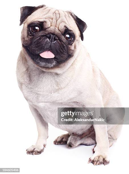 pug dog isolated on white - mops bildbanksfoton och bilder