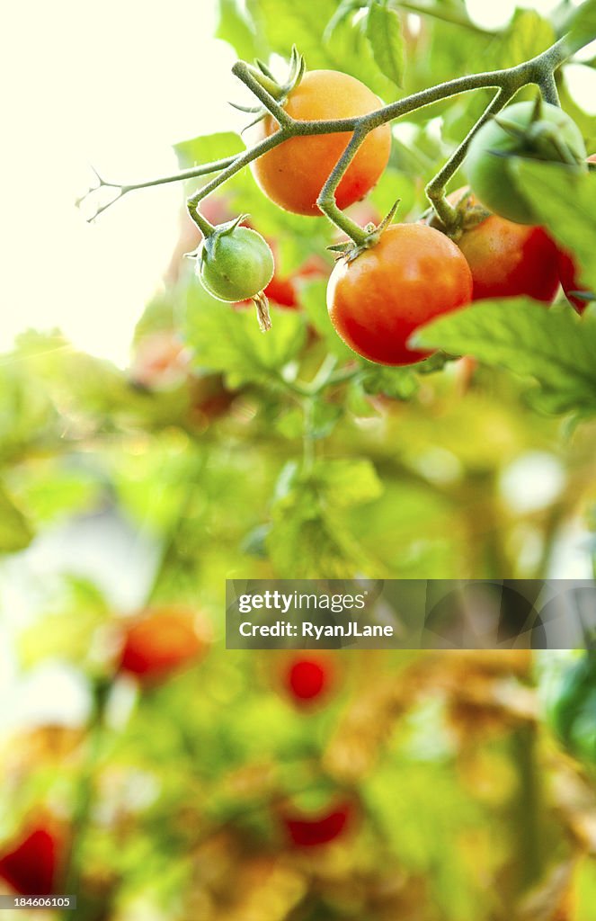 Colorful Summer Tomatos