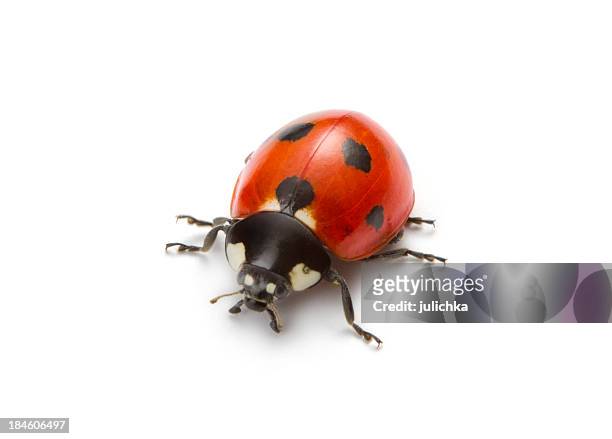 ladybug - coccinella stock pictures, royalty-free photos & images