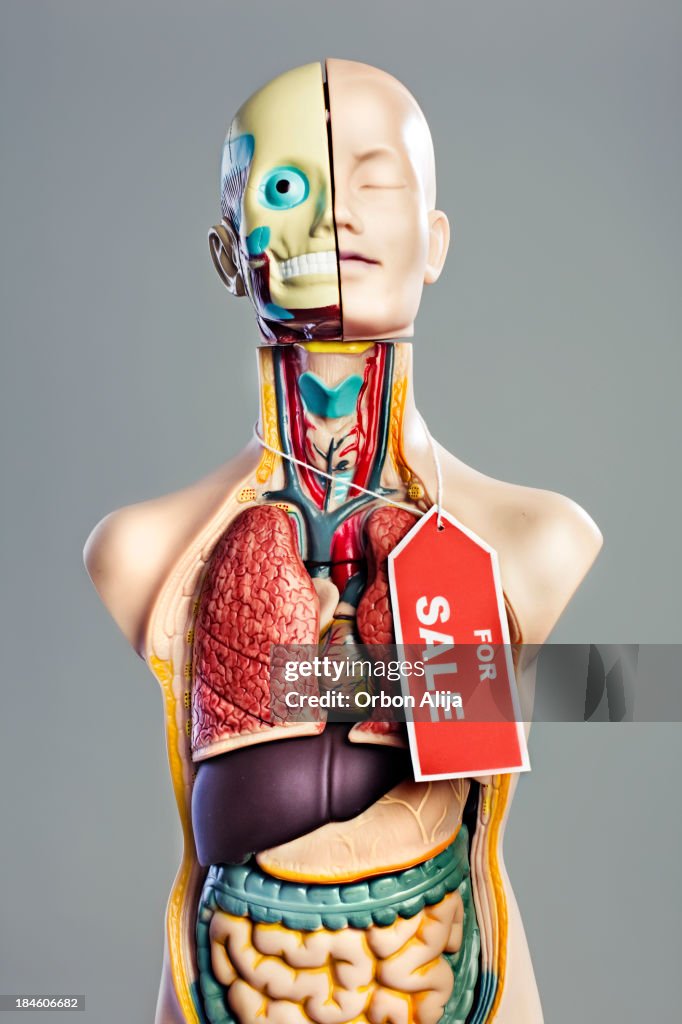 Anatomy Model